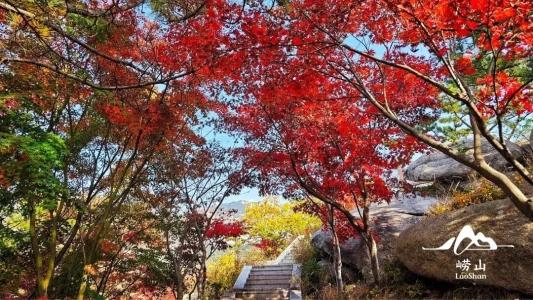 畅游青岛 文明相伴｜山海披红装，崂山进入高饱和度的秋天！