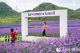 贵阳：徜徉紫色花海 解锁初夏浪漫图片