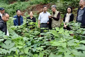 一片构树叶，一腔助农情图片