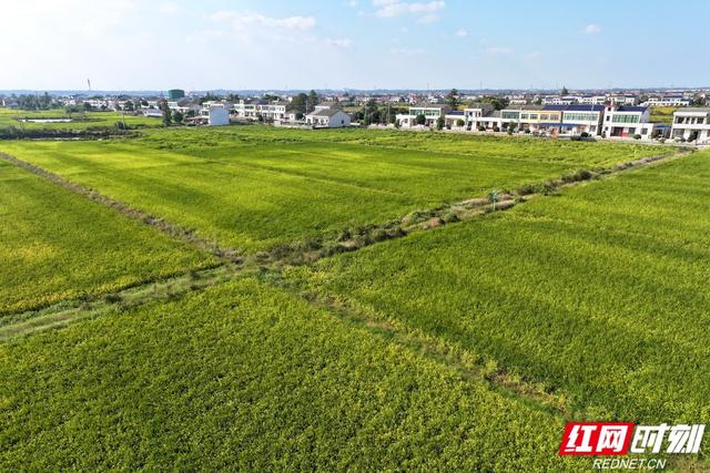 秋游时刻丨粮安天下，韵满双江——宁乡这个镇的乡村诗意太动人