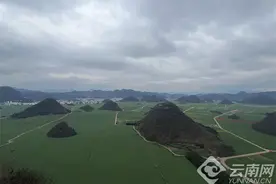 别跑空！罗平油菜花目前开得怎么样？记者联系当地……图片