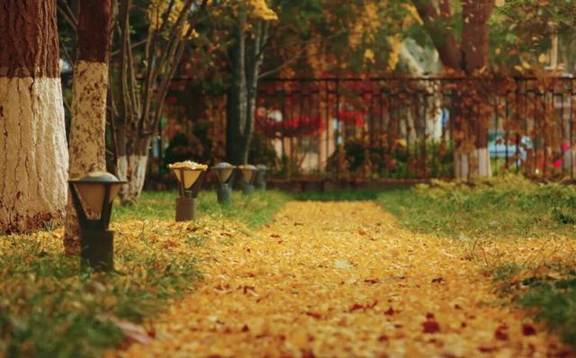 “隐藏款”北京秋景,就在中国气象局大院!
