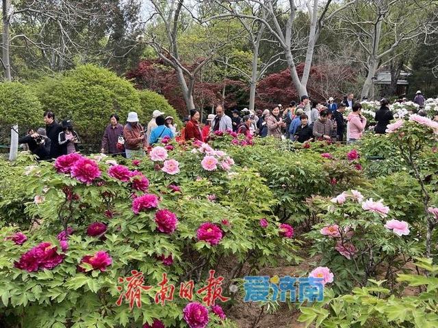 一年四季 泉在济南丨国色天香，醉美泉城