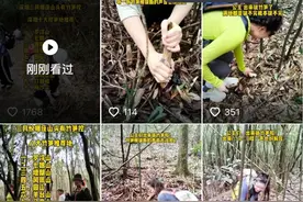 市林长办提醒，森林挖笋涉嫌违法图片
