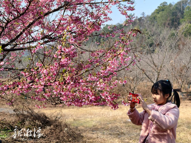 湘潭七星村早樱盛开引长株潭游客打卡