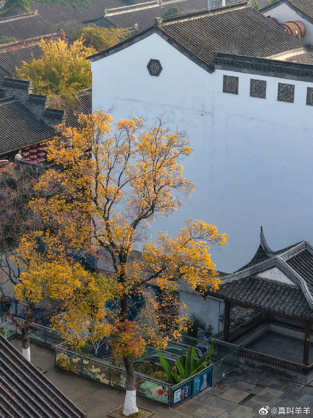 怎么能错过秦淮的秋天呢？