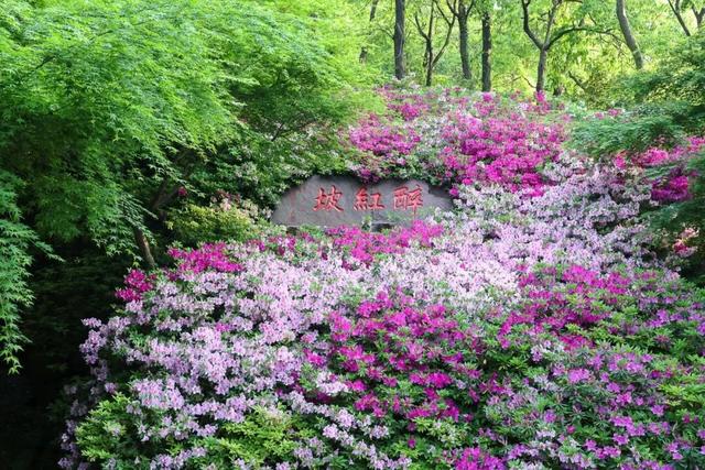 读懂无锡：无锡市花有两种，你知道吗？
