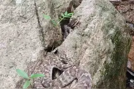 进入高发期！今年，青岛八医已接诊30余例！医生最新提醒……图片