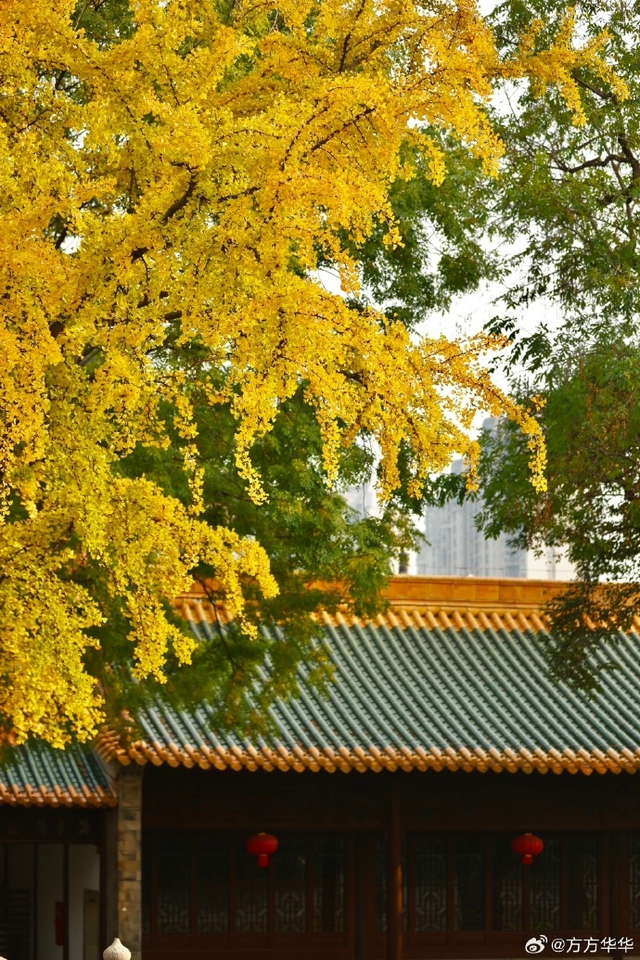 又甜又美！秦淮的秋天，让人欲罢不能！