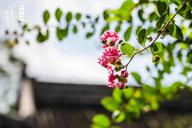 秦淮花事｜紫薇