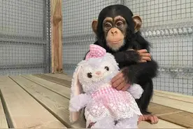 合肥野生动物园黑猩猩“千金”归来图片