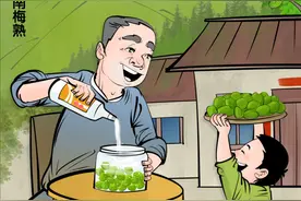 （图表·插画）二十四节气·芒种｜江南梅熟图片