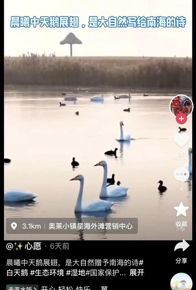 南海新区：碧海旭日天鹅舞