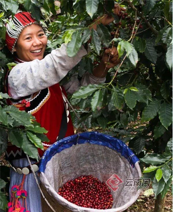 潮起滇池 咖随风来