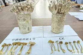 “中菌鹿茸菇1号”通过专家组鉴定图片