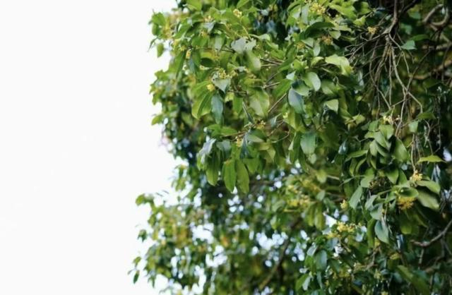 在杭州，秋日骑行寻桂香！