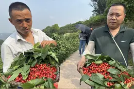 30元一斤！宜宾“黑珍珠”樱桃上市 村民：吹过金沙江江风的樱桃口感独特图片