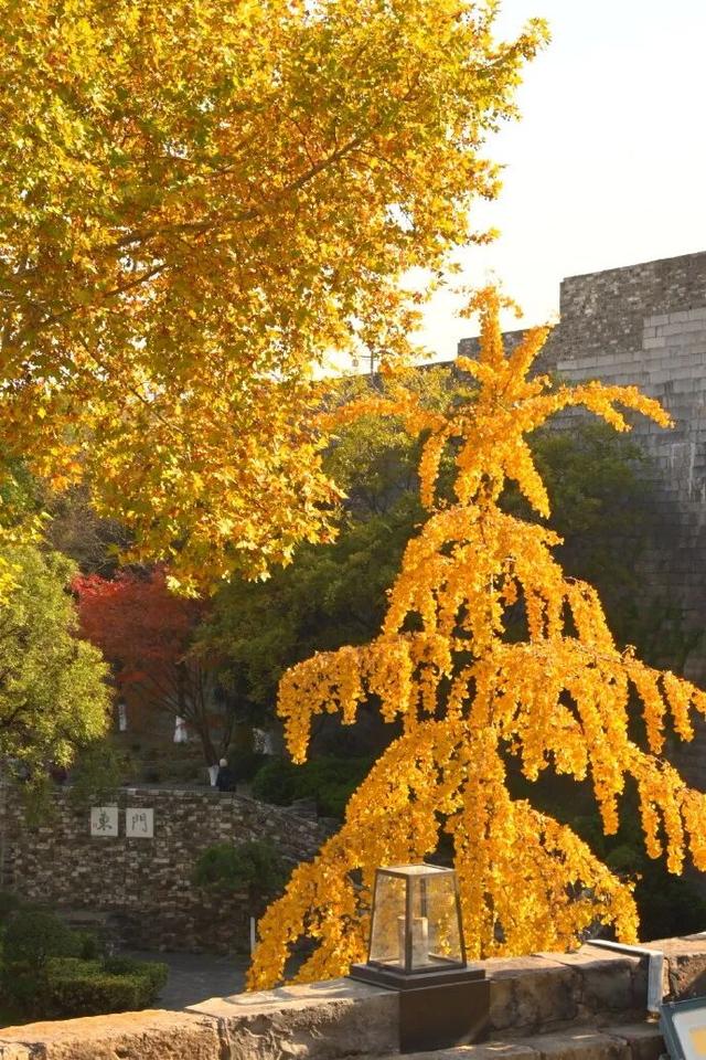 “西红柿炒蛋树”排队？快来秦淮开启“金黄时刻”！