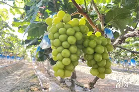 在鹤山址山，来一次田园采摘游图片