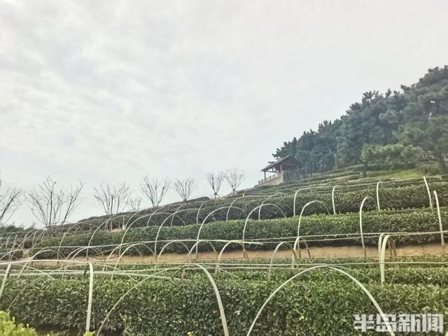 赏叶、看水、听鸟鸣……来青岛浮山森林公园，满足所有对秋天的想象