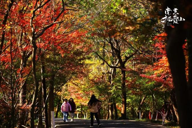 官宣：栖霞山进入最佳观赏期！