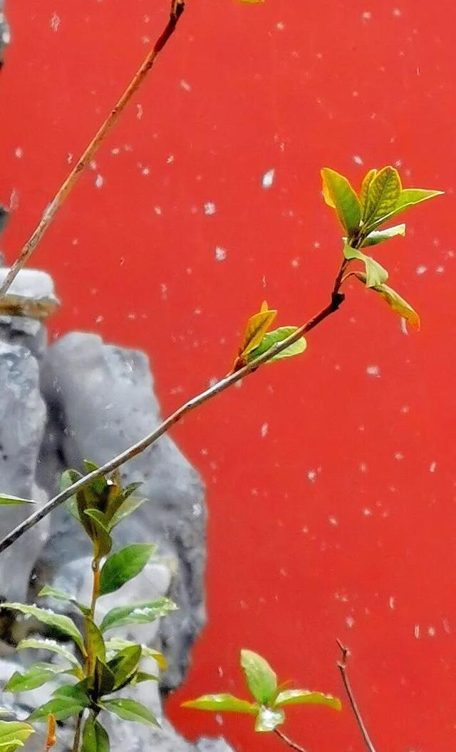 全网都在等的沈阳故宫雪景，来了→