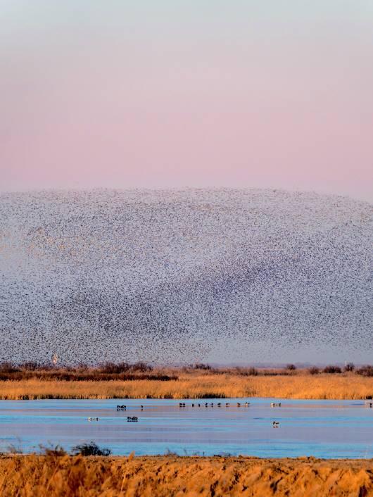温泉袅袅、候鸟翩翩、冰雪灼灼——这个冬天，齐鲁大地邀你来场“冷”与“暖”的双重奔赴