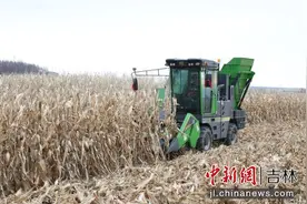 延吉市玉米秋收进行时 田间机械作业画村景图片