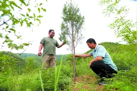 把一草一木都看在眼里记在心上 ——本报记者跟着林长一起去巡青山茂林图片