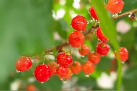 青岛2024樱桃节5月10日开幕，记者现场探访：要吃甜樱桃还得等两天图片