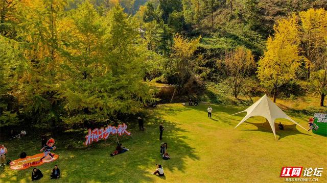 岁暖时刻丨去桐子坳走走：让银杏叶落在肩头，让百年古树的皱纹蹭过掌心