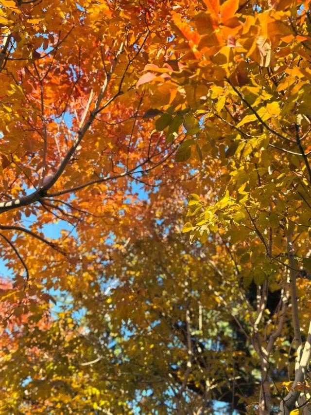 看！市北的深秋落在了地上！快来捡个秋