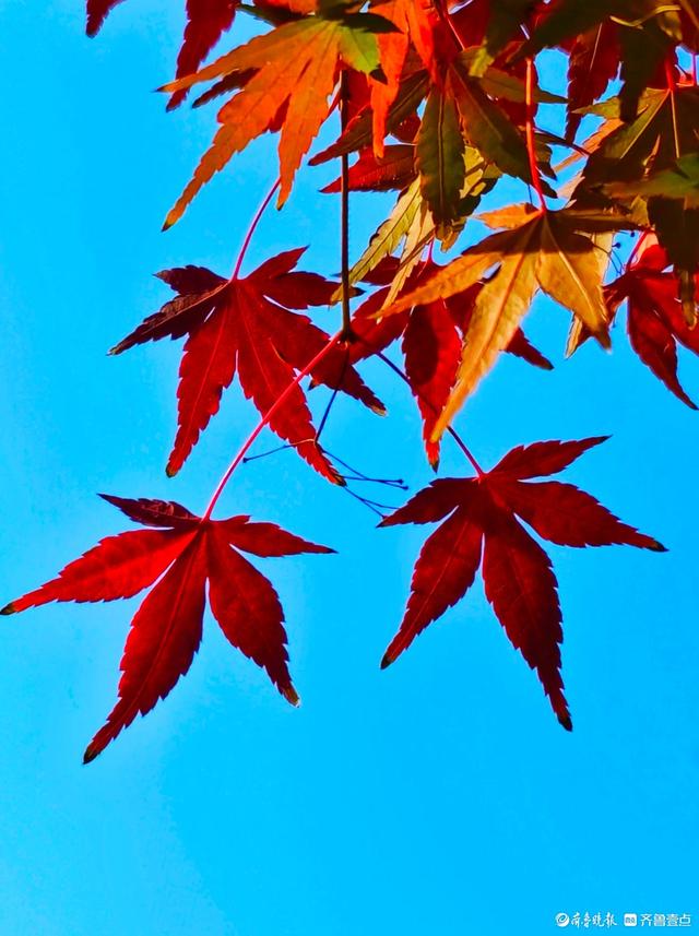 冬日枫树叶，五彩斑斓景致绝美