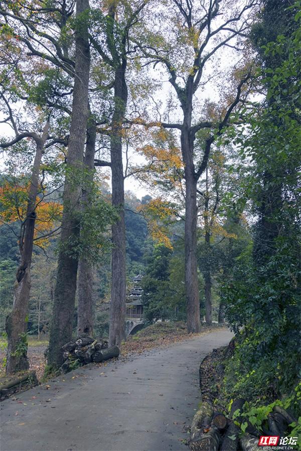 山水为幕，侗寨为景！看湖南上湘村如何美成“向往的生活”