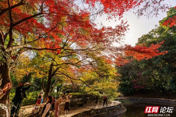 湖南烈士公园槭树湾：深秋不可错过的城市彩色秘境