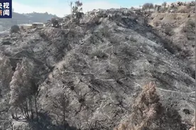 总台记者探访丨智利国家植物园遭森林大火烧毁 重建正在进行图片