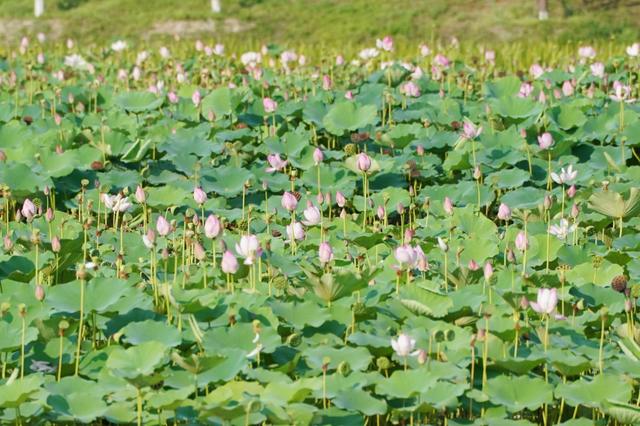 大美北京 |生态一亩园：荷花十里，清风鉴水
