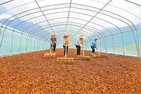 一颗八角 富山乡图片