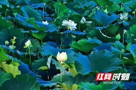 盛夏，来大通湖赴一场浪漫的荷花之约图片