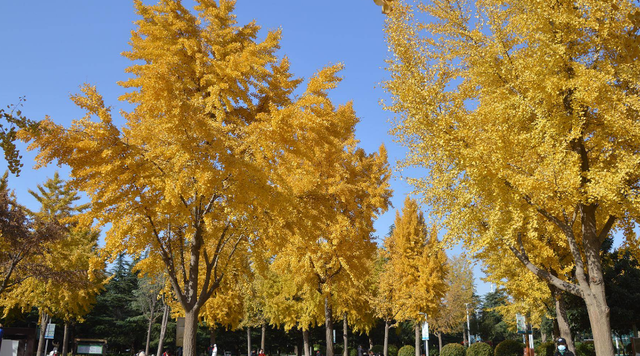 抓住秋天的尾巴！郑州秋日美景观赏地推荐！