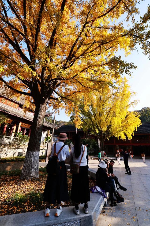 红墙+银杏已就位，本周拍照打卡攻略出炉！