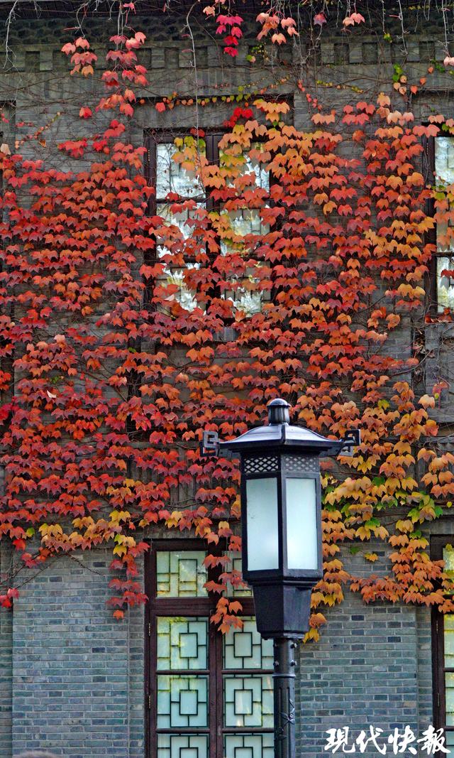 秋日限定，南京“爬山虎之窗”一眼惊艳