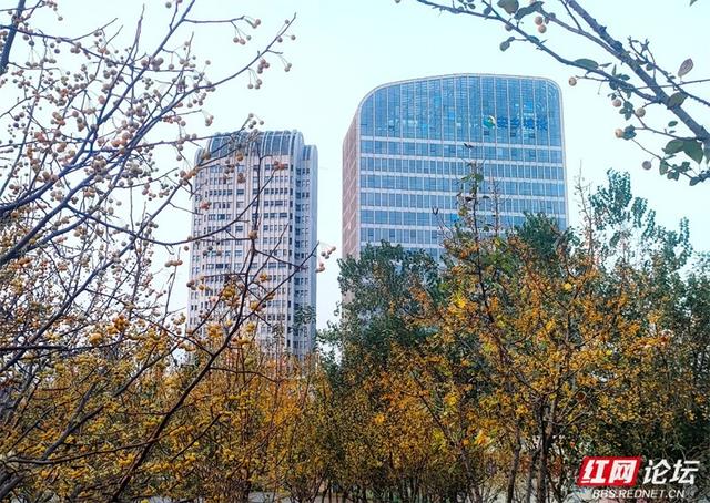 秋游时刻丨秋天的故事已开场，我在安乡海棠果下等你