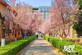 发现·春天里的陕西丨春和景又明 交大樱初放图片