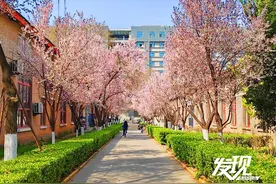 发现·春天里的陕西丨春和景又明 交大樱初放图片