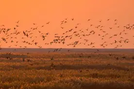 崇明75年发展大事记，来看看你经历过哪些图片