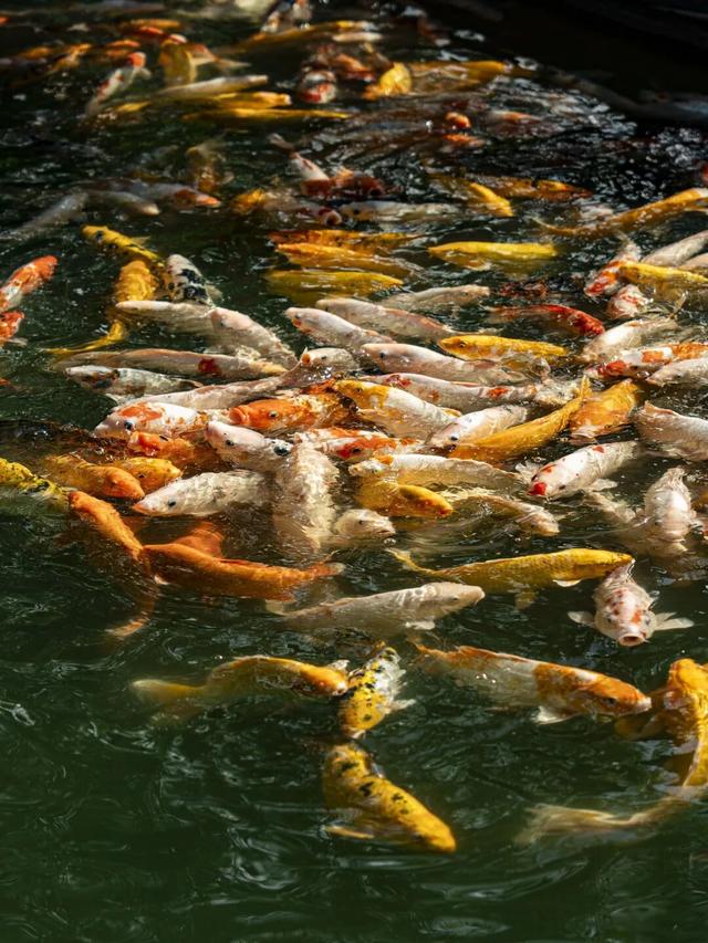 葛仙村“燃”起来了！白天晚上都好玩到“上头”