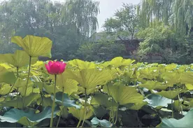季羡林先生仙去十六年，一文追忆他的“君子之风”图片