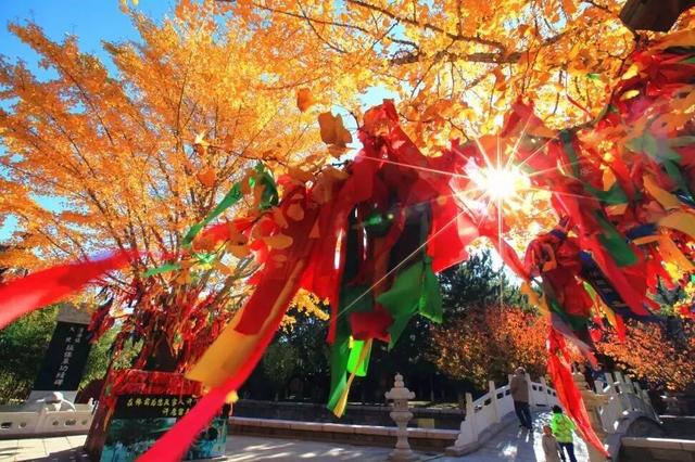 金秋重逢乐威海丨沐风追光·山海自驾之旅