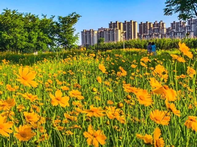 惊艳！阜阳颍河边“金色花海”，藏不住了